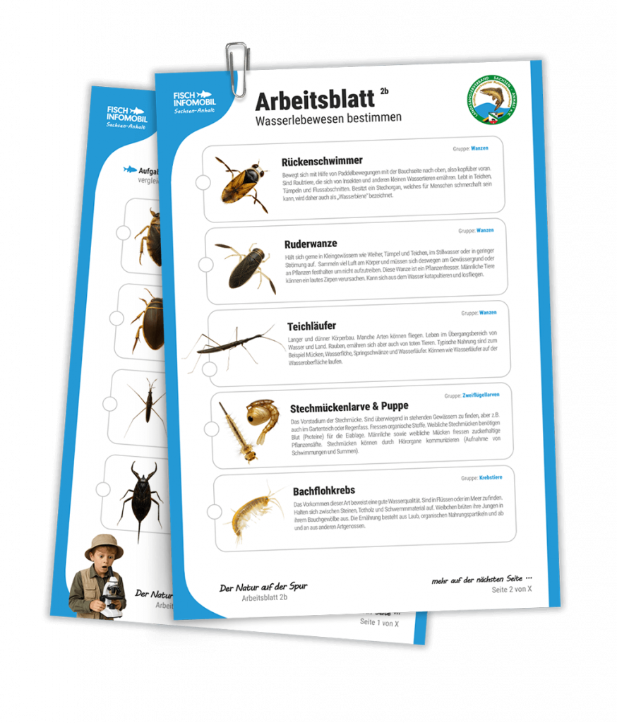 Arbeitsblätter Wasserlebewesen