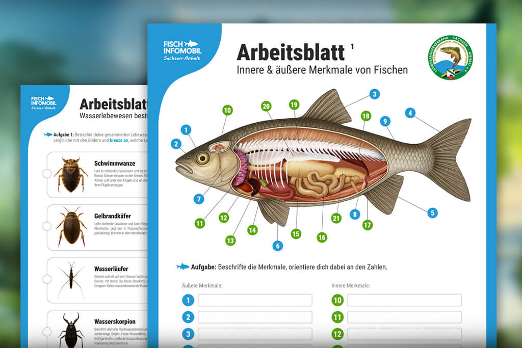Arbeitsblätter für Fischinfomobil Sachsen Anhalt