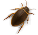 Gelbrandkäfer
