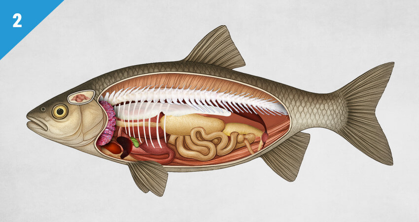 Fisch Inneres