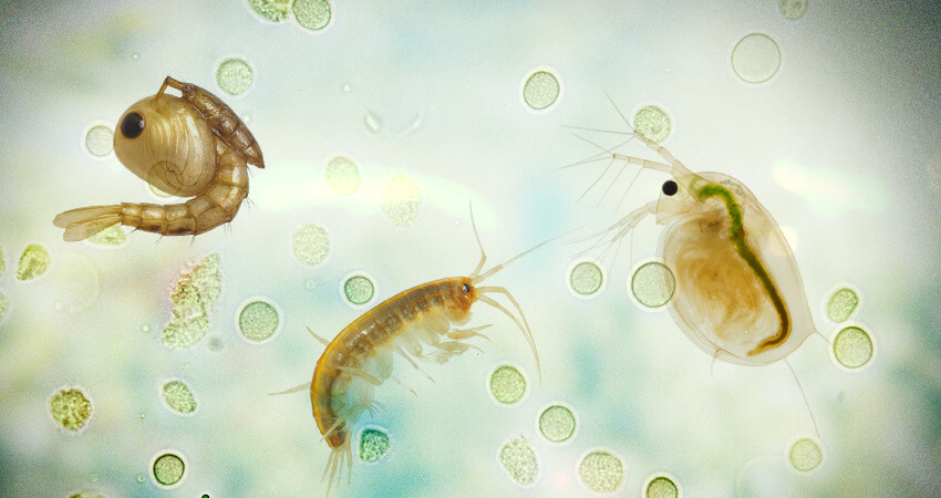 Fküssigkeit unter dem Mikroskop