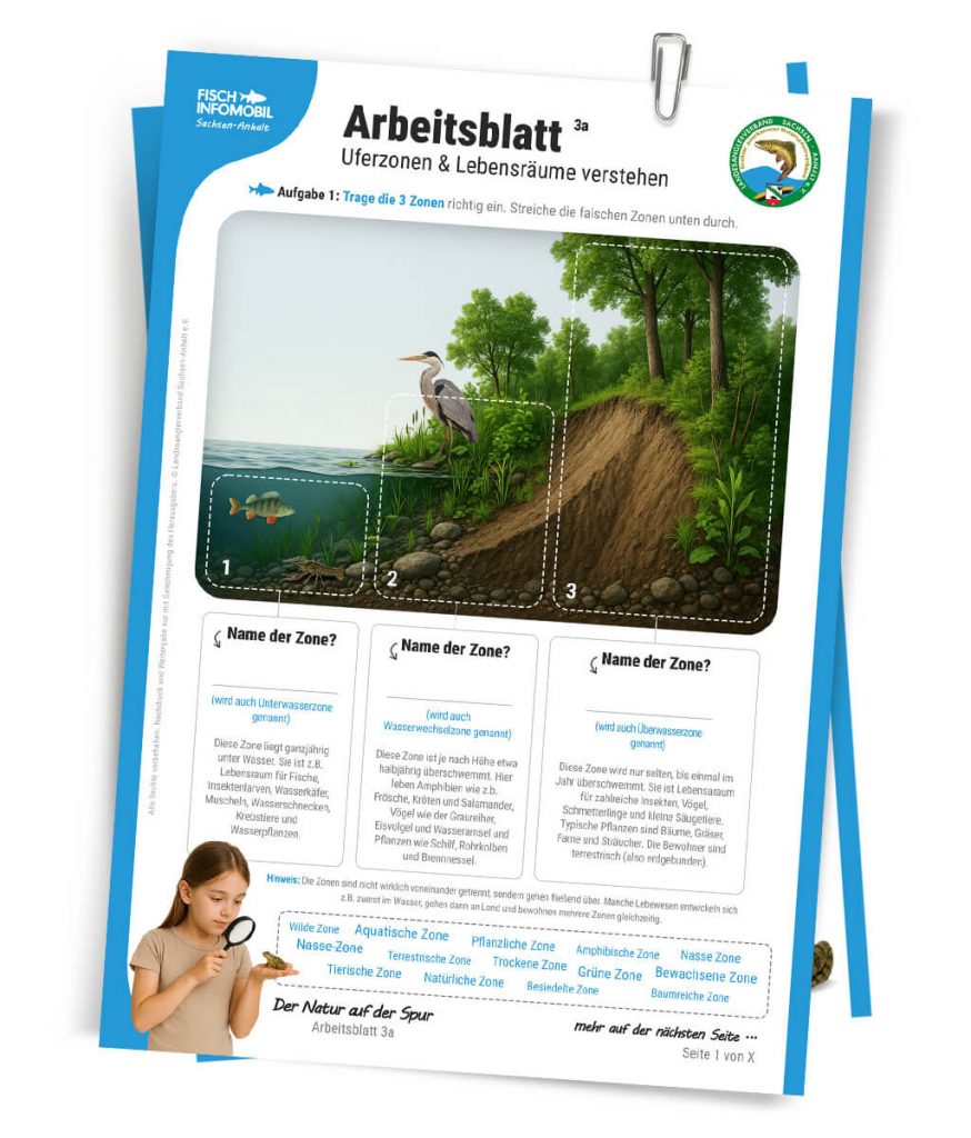 Arbeitsblatt Uferzonen